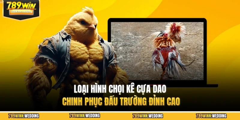 Loại hình chọi kê cựa dao chinh phục đấu trường đỉnh cao